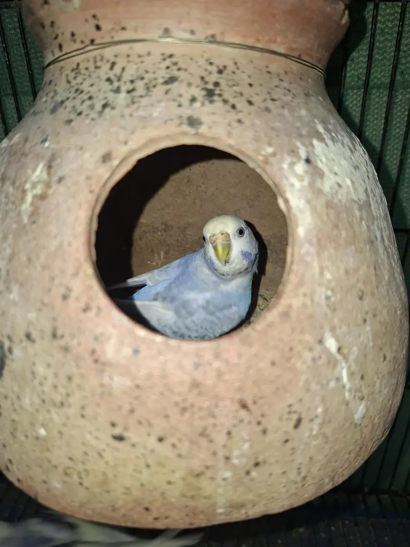 Mix budgie — photo 3