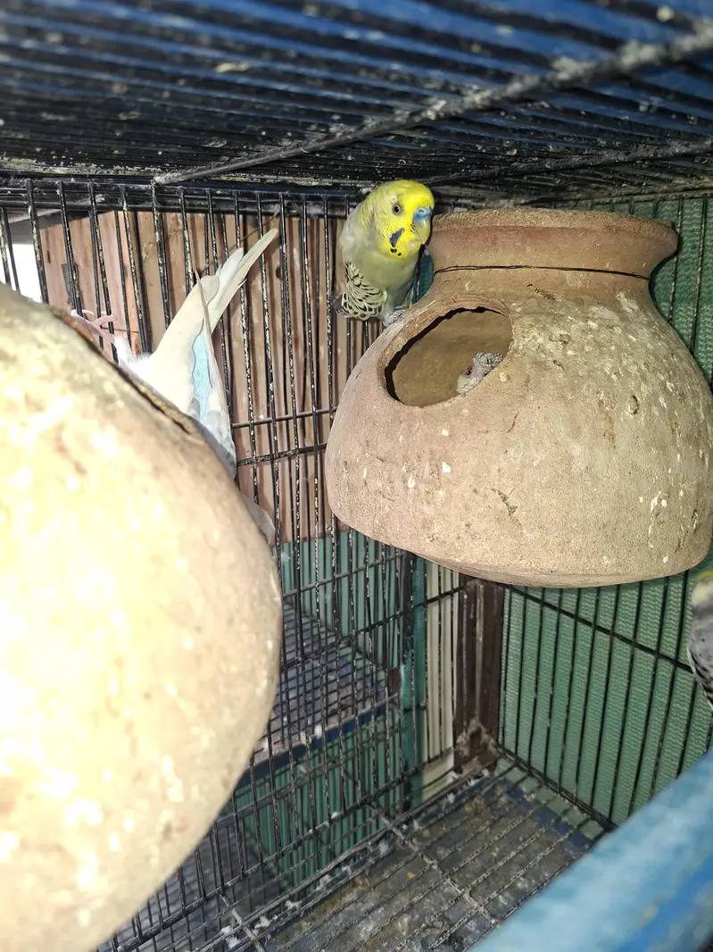 Mix budgie — photo 4