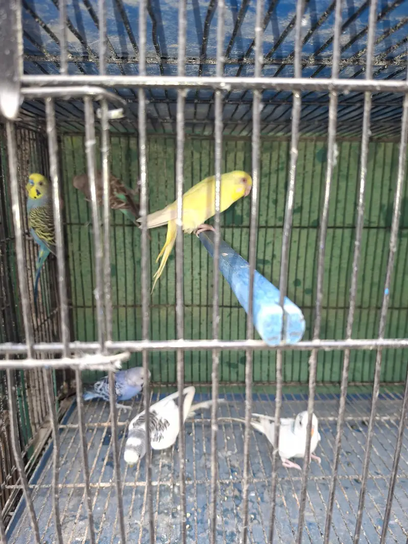 Mix budgie — photo 5