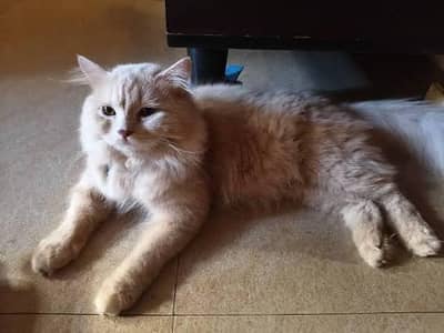 persian breeder female