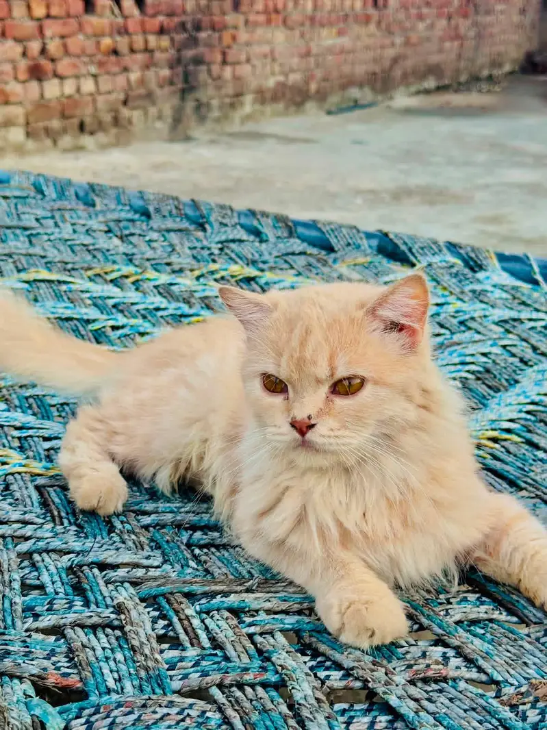 persian breeder female — photo 2