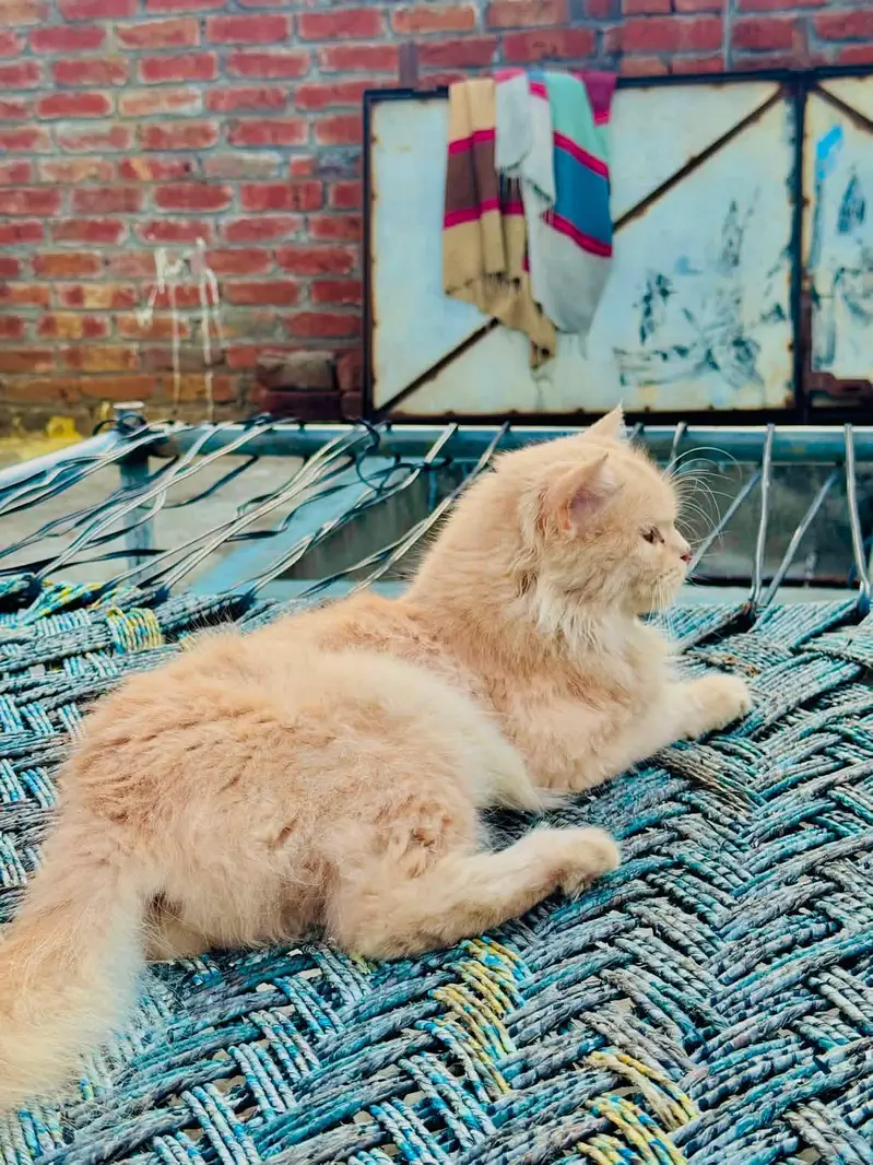 persian breeder female — photo 3