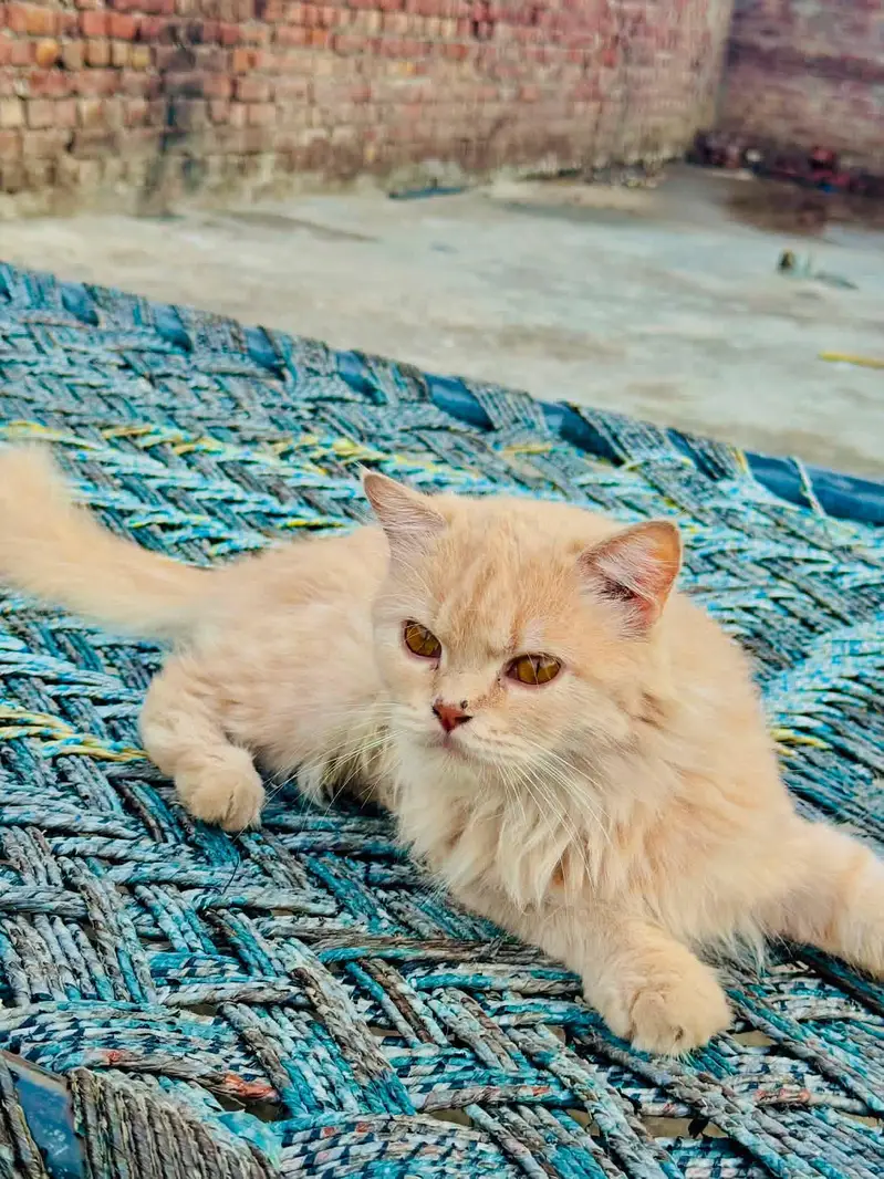 persian breeder female — photo 4