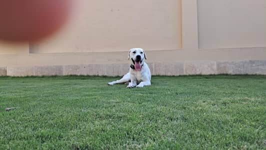 Pedigree White Labrador
