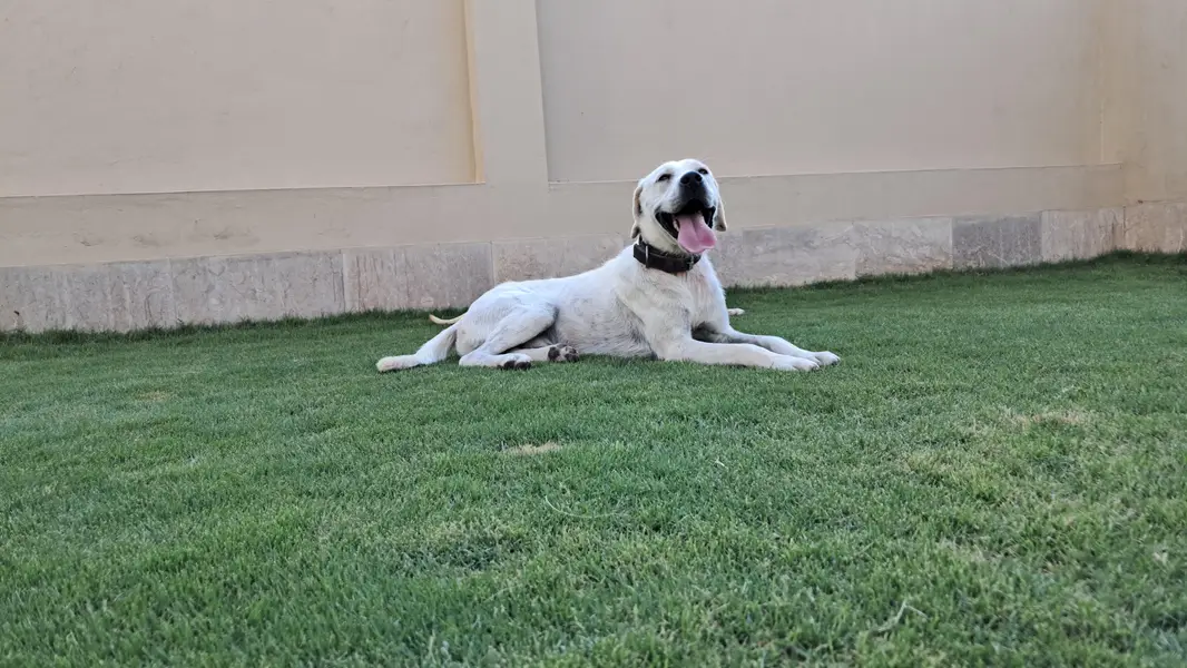 Pedigree White Labrador — photo 2