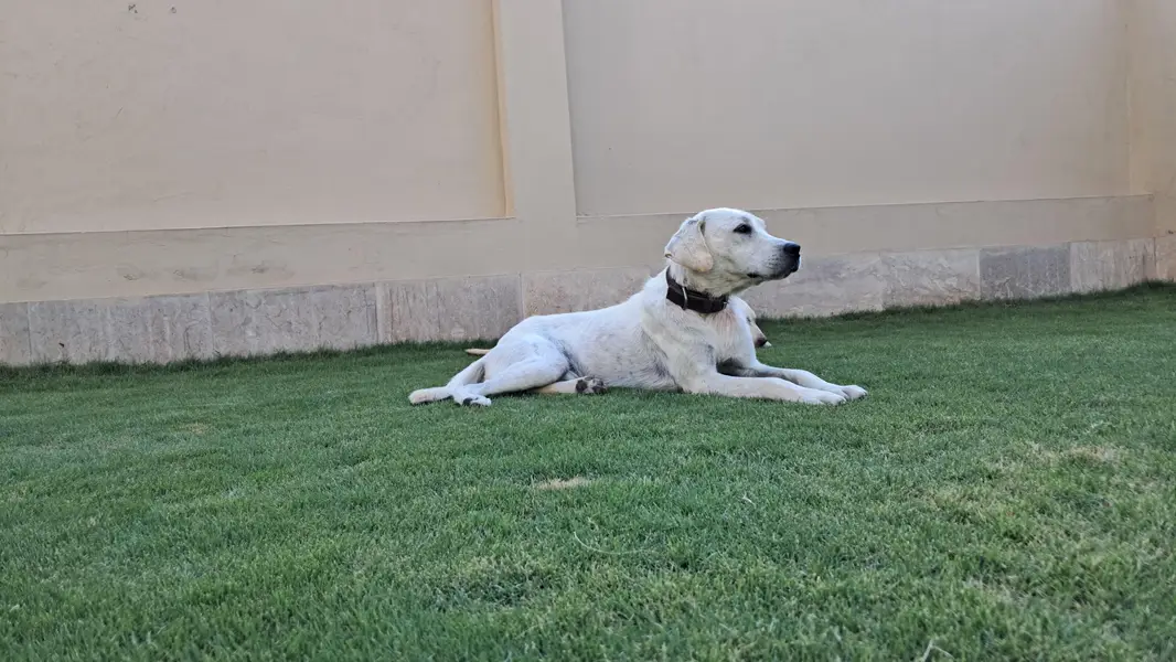 Pedigree White Labrador — photo 3