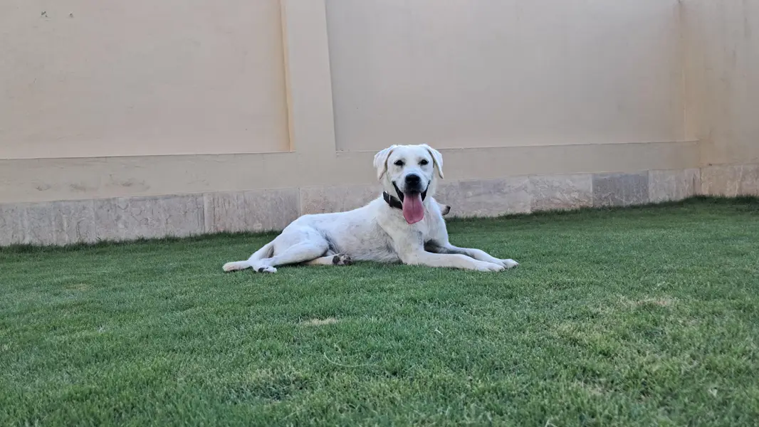 Pedigree White Labrador — photo 4