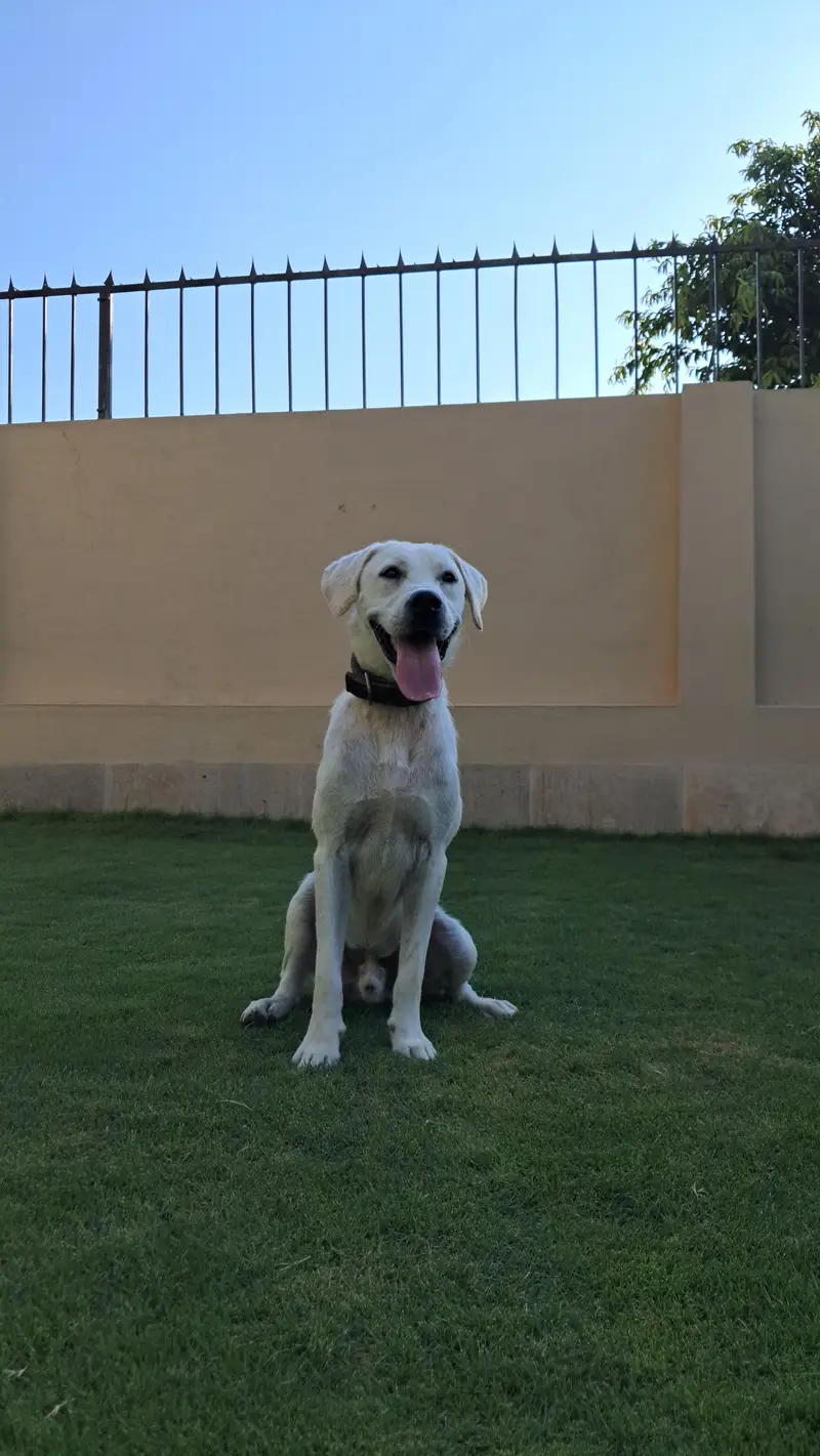 Pedigree White Labrador — photo 5