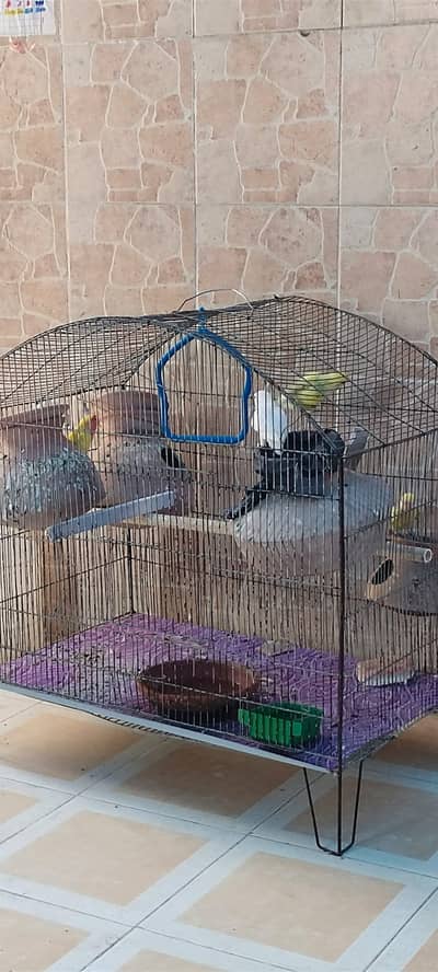 5 pics love bird 2 pair he ek ki male ya femle