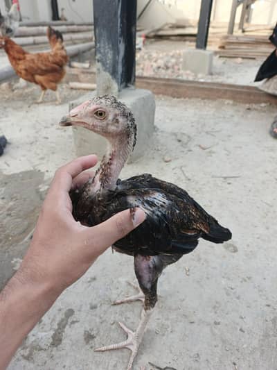 male Aseel for sale