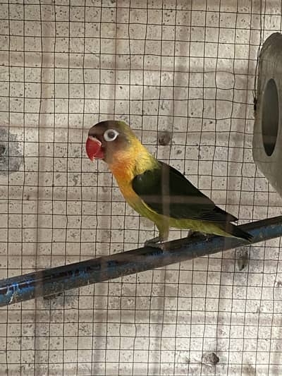 Love bird