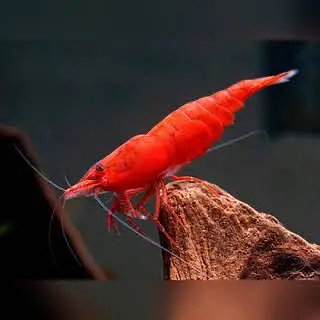cherry shrimps and aquatic plants WhatsApp 03037022290