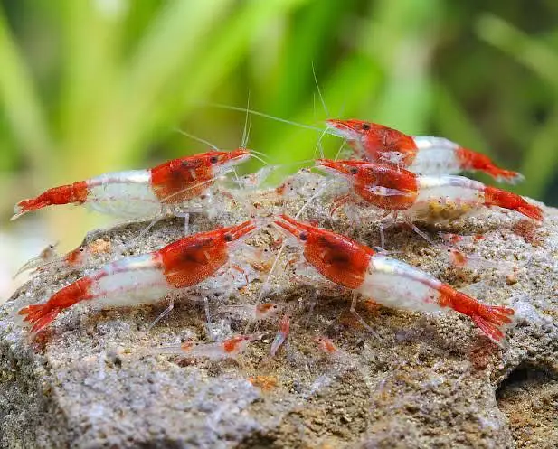 cherry shrimps and aquatic plants WhatsApp 03037022290 — photo 3