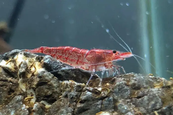 cherry shrimps and aquatic plants WhatsApp 03037022290 — photo 4