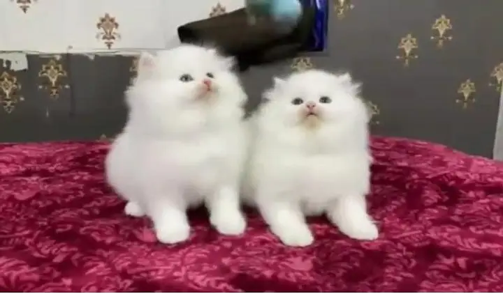 (Persian female kitten) (for sale all) (Pakistan delivery available) — photo 6