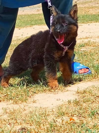 German Shepherd | Puppy | Long Coat | Female puppy | GSD