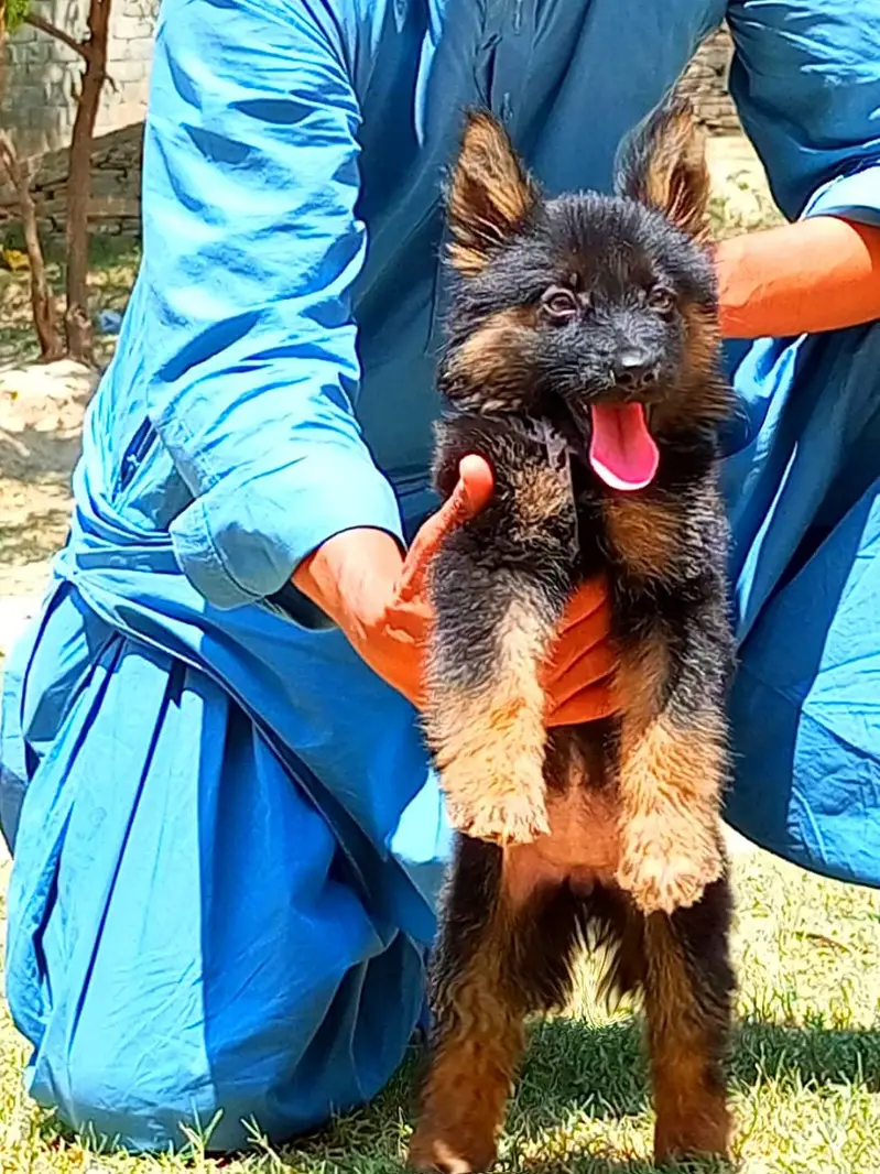 German Shepherd | Puppy | Long Coat | Female puppy | GSD — photo 2