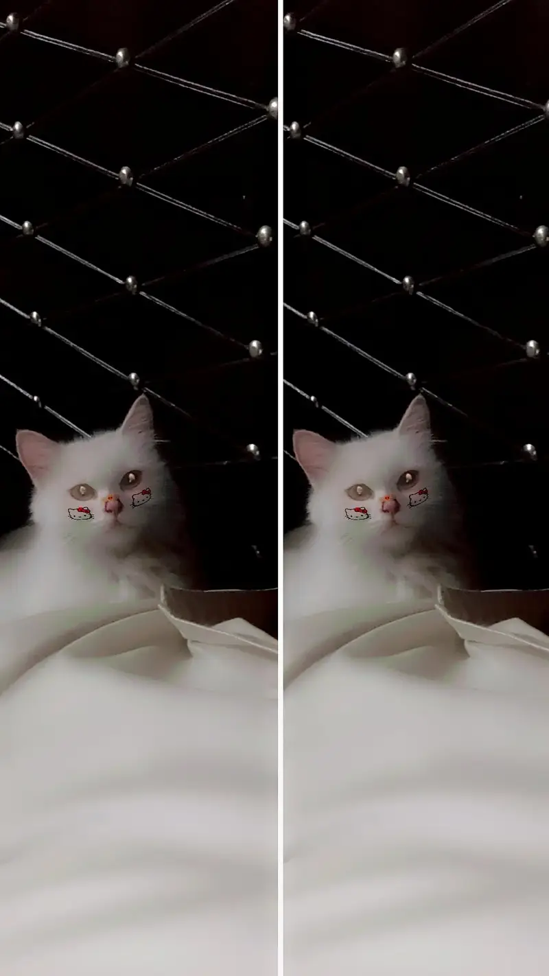 kittens and adult female — photo 3