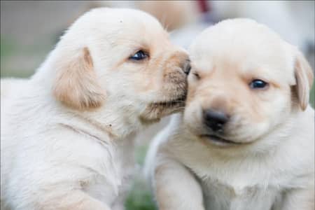 labrador puppies imported bloodline