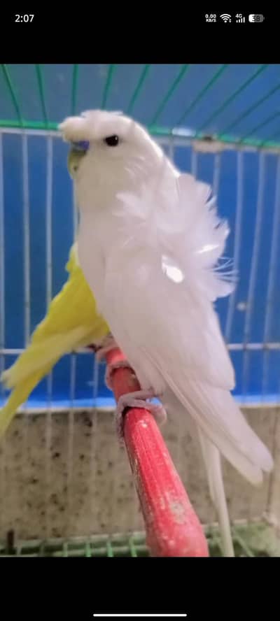 hogoromo breeder pair Hain