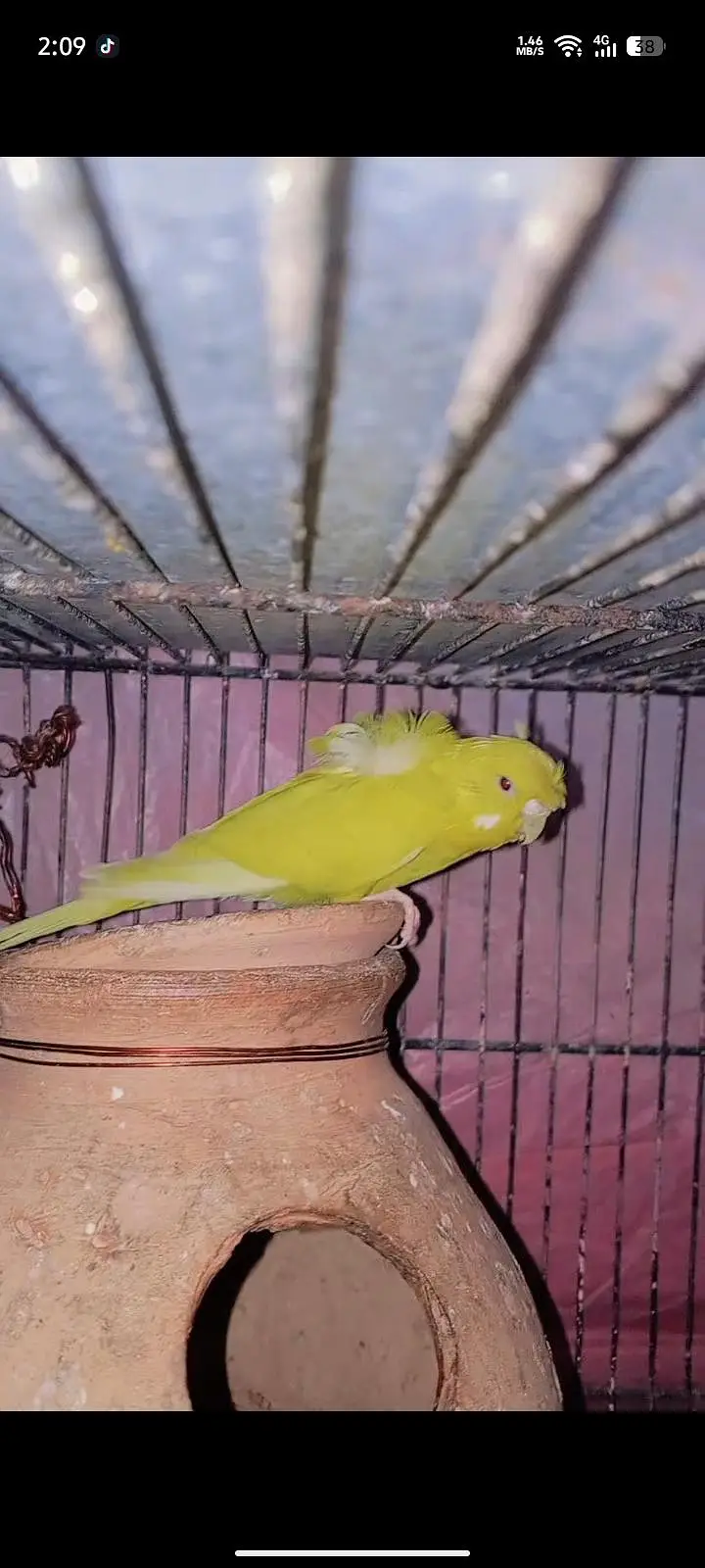 hogoromo breeder pair Hain — photo 2