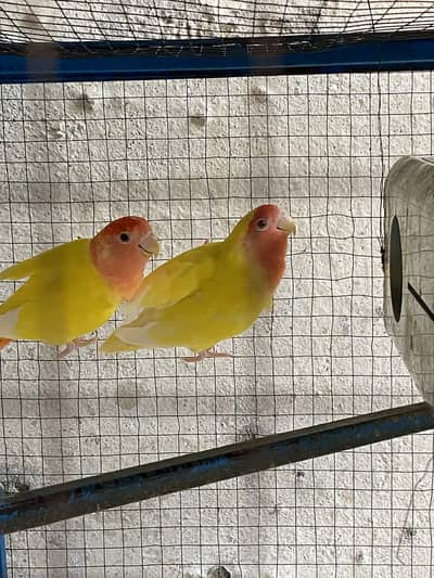 Lovebird