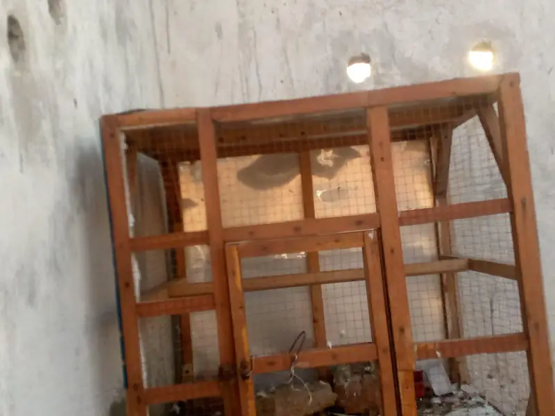 hen Cage — photo 3