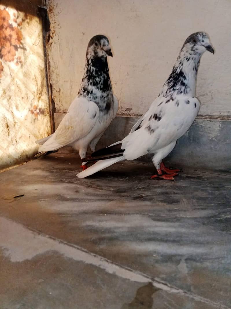 Breeder pair, 0