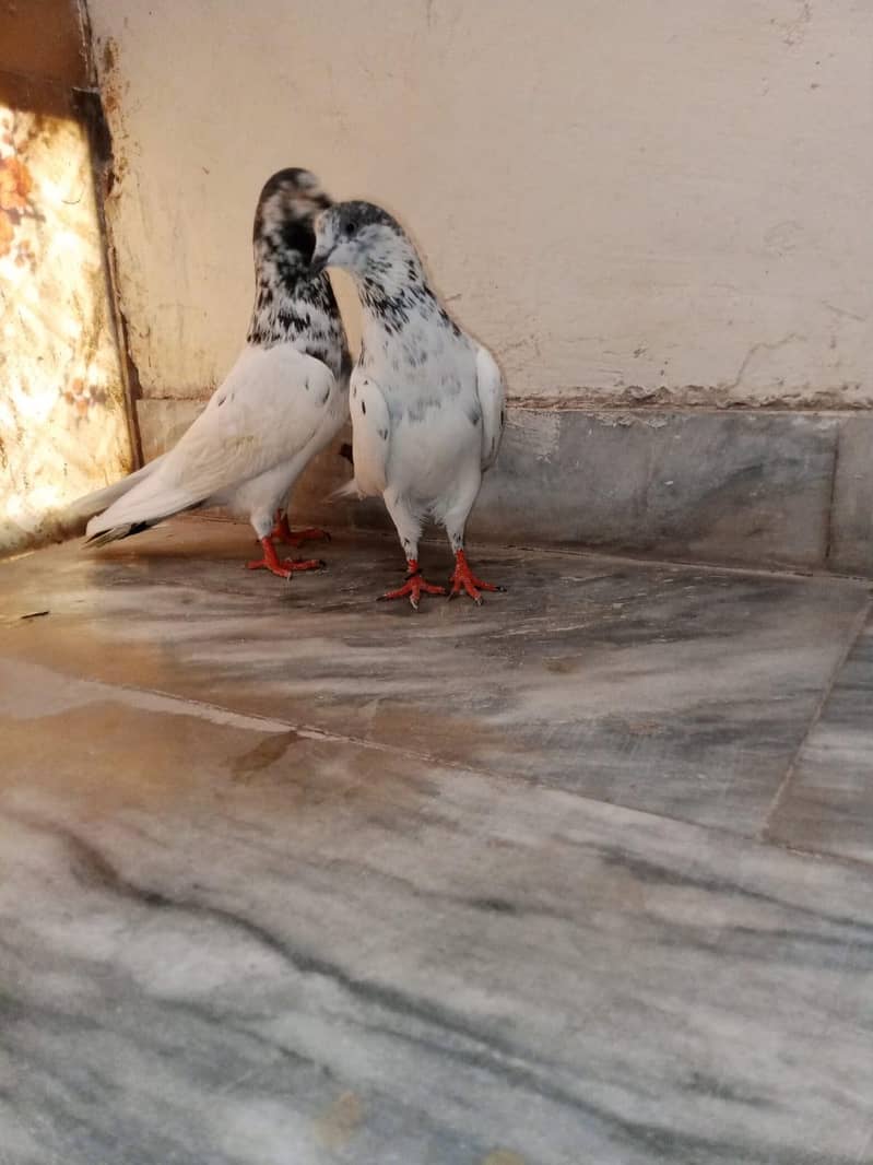 Breeder pair, 1