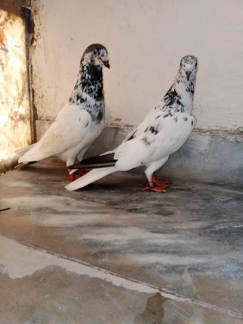Breeder pair, — photo 3