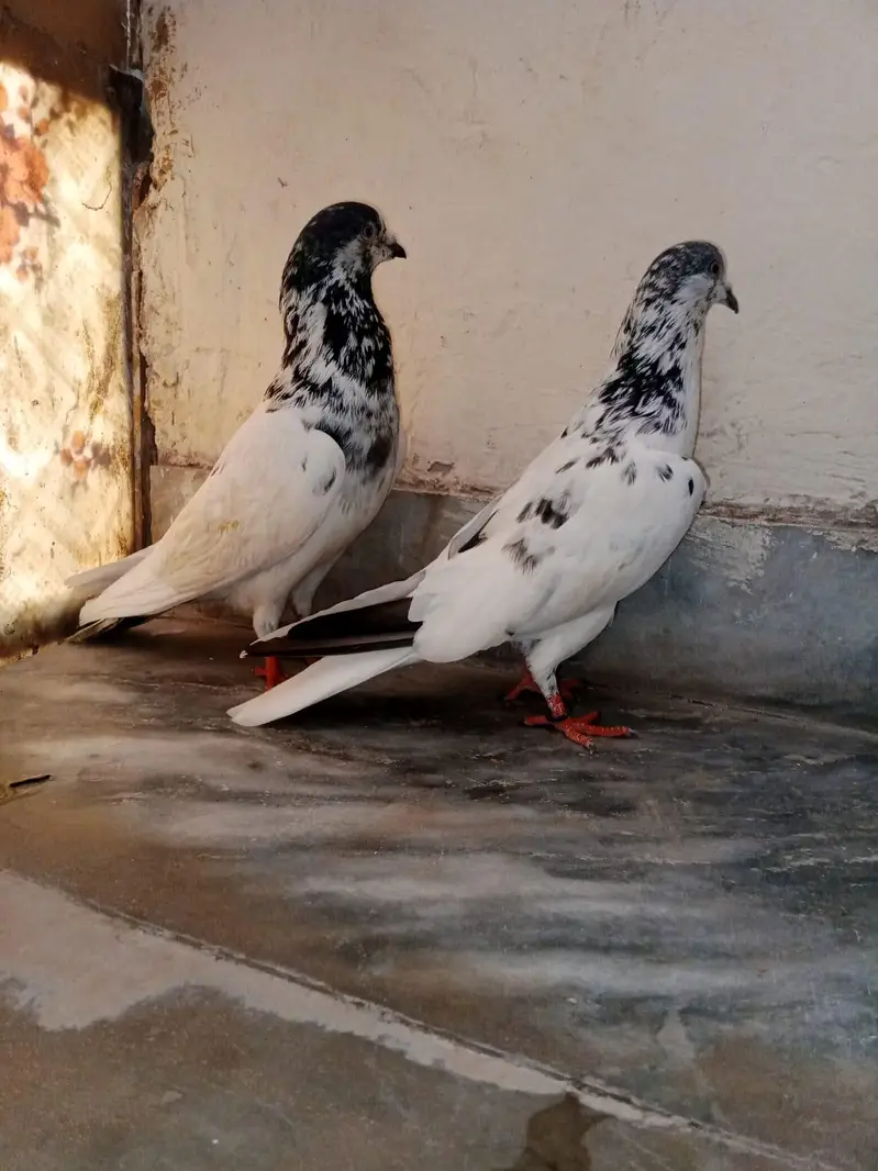 Breeder pair, — photo 4
