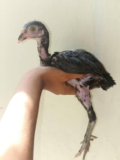 black shamo chick