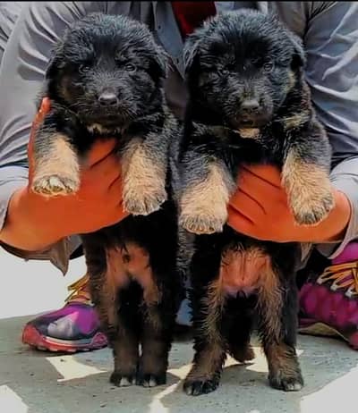 German Shepherd | Puppy | Long Coat | puppies | Dog For Sale | GSD