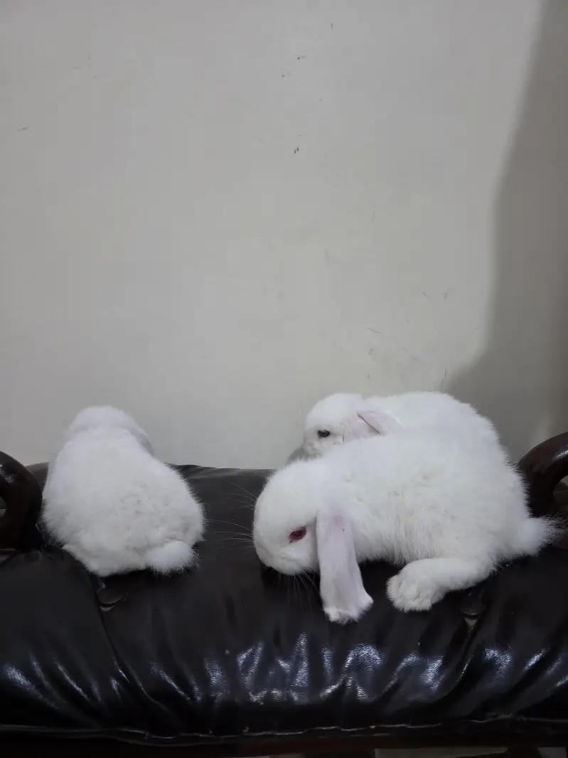 3 Premium Holland Lops Bunnies — photo 3
