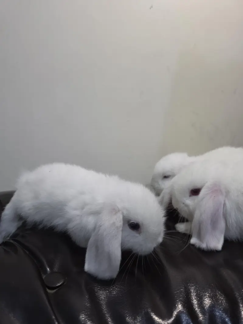3 Premium Holland Lops Bunnies — photo 4