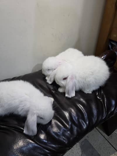3 Premium Holland Lops Bunnies