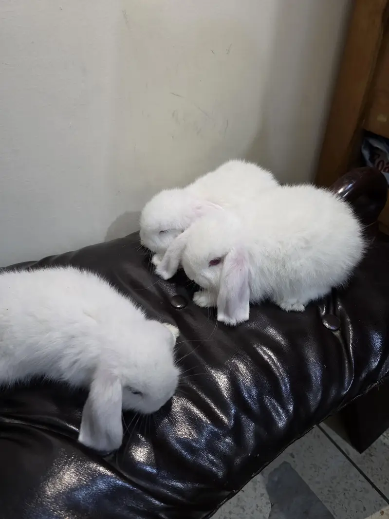3 Premium Holland Lops Bunnies