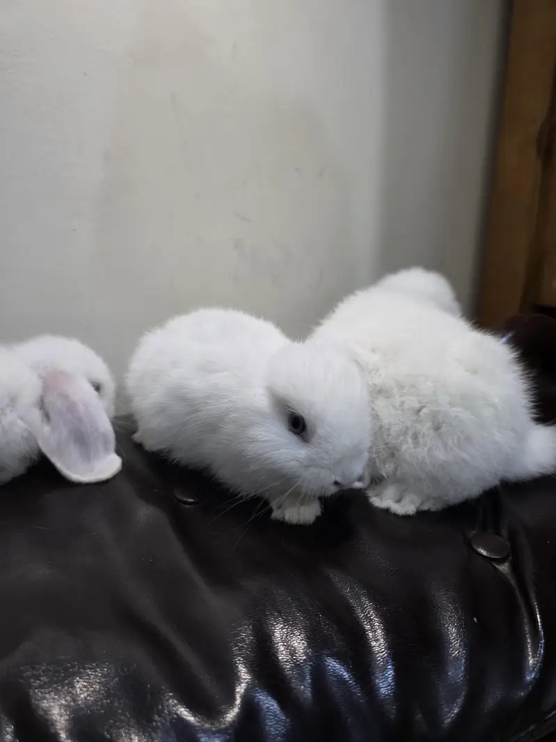3 Premium Holland Lops Bunnies — photo 2