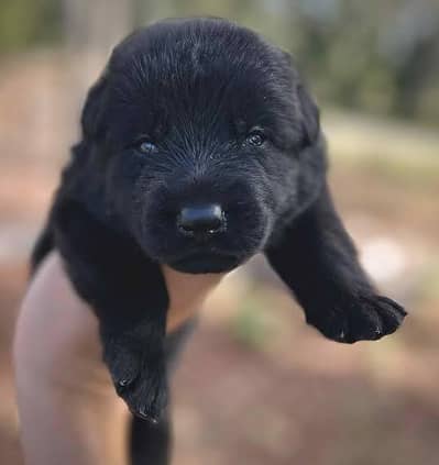 Black German shepherd puppies for sale