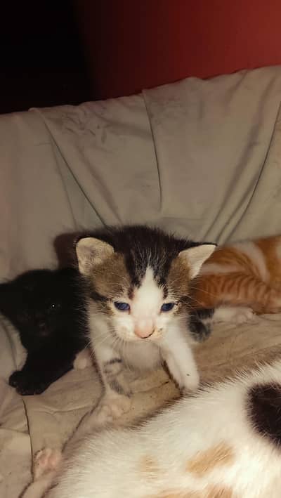 trained cats. . .