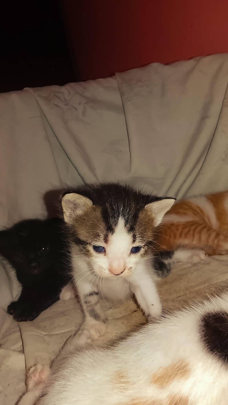 trained cats. . . 0
