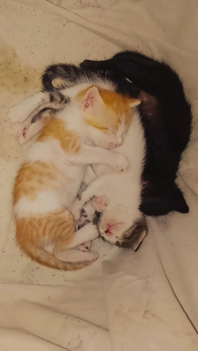 trained cats. . . — photo 5