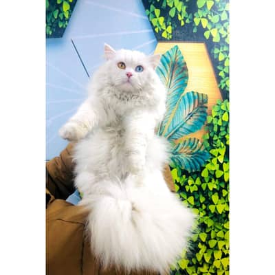 cash on delivery Persian kitten cats