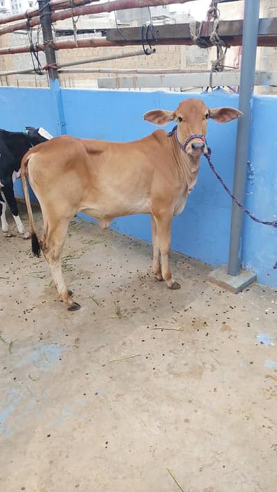 MASHALLAH SAHIWALI BACHRI BEST FOR QURBANI 2028