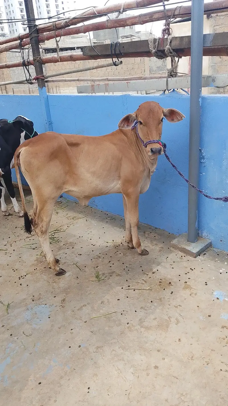 MASHALLAH SAHIWALI BACHRI BEST FOR QURBANI 2028 — photo 2