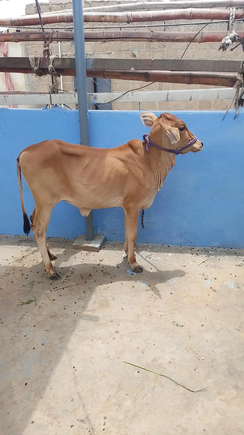 MASHALLAH SAHIWALI BACHRI BEST FOR QURBANI 2028 — photo 3