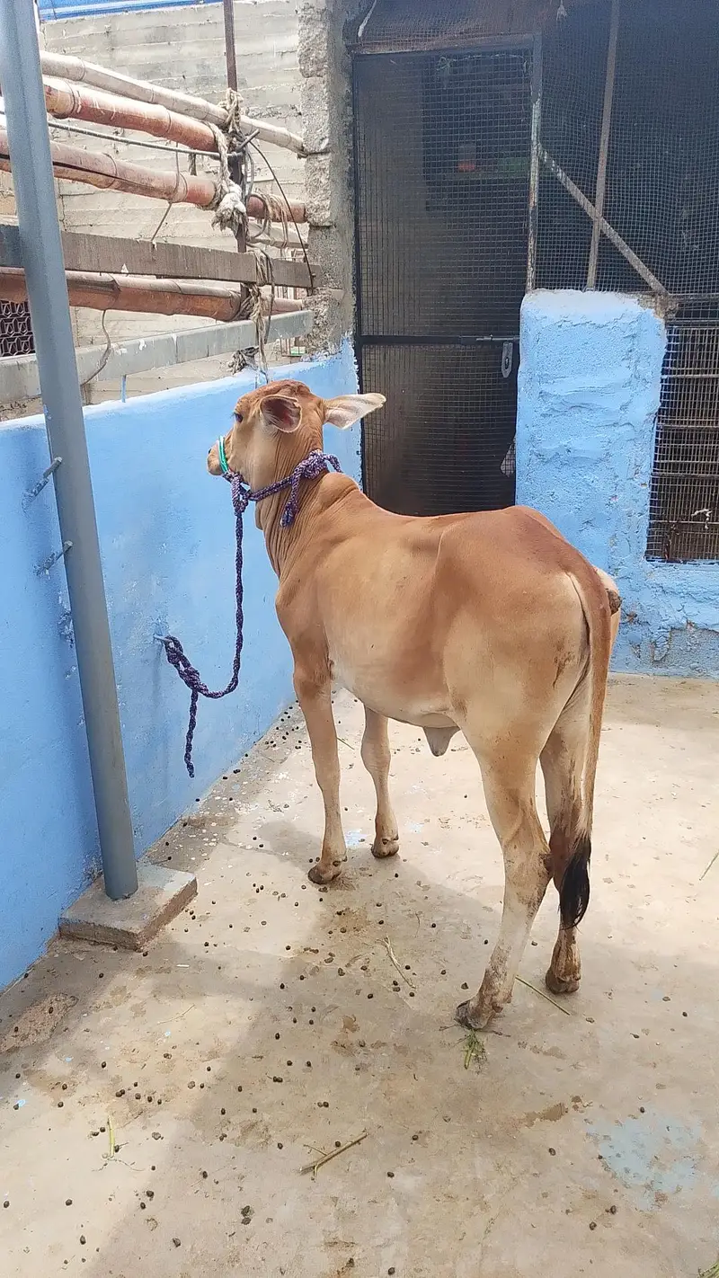 MASHALLAH SAHIWALI BACHRI BEST FOR QURBANI 2028 — photo 4