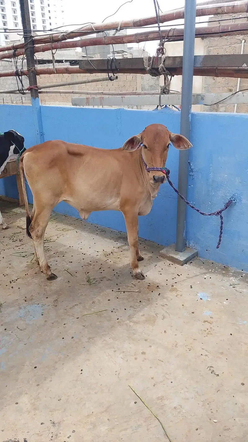 MASHALLAH SAHIWALI BACHRI BEST FOR QURBANI 2028 — photo 5