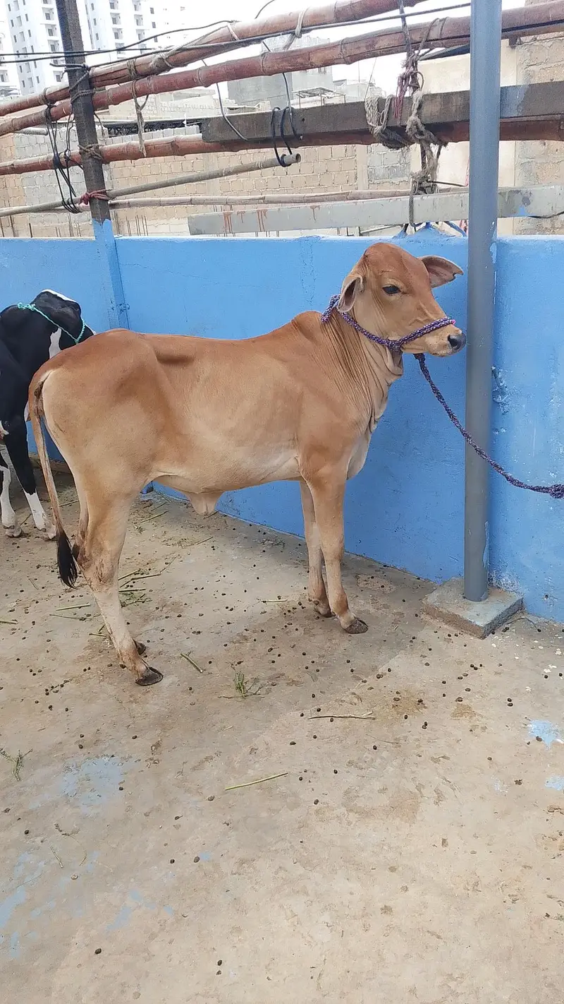 MASHALLAH SAHIWALI BACHRI BEST FOR QURBANI 2028 — photo 6