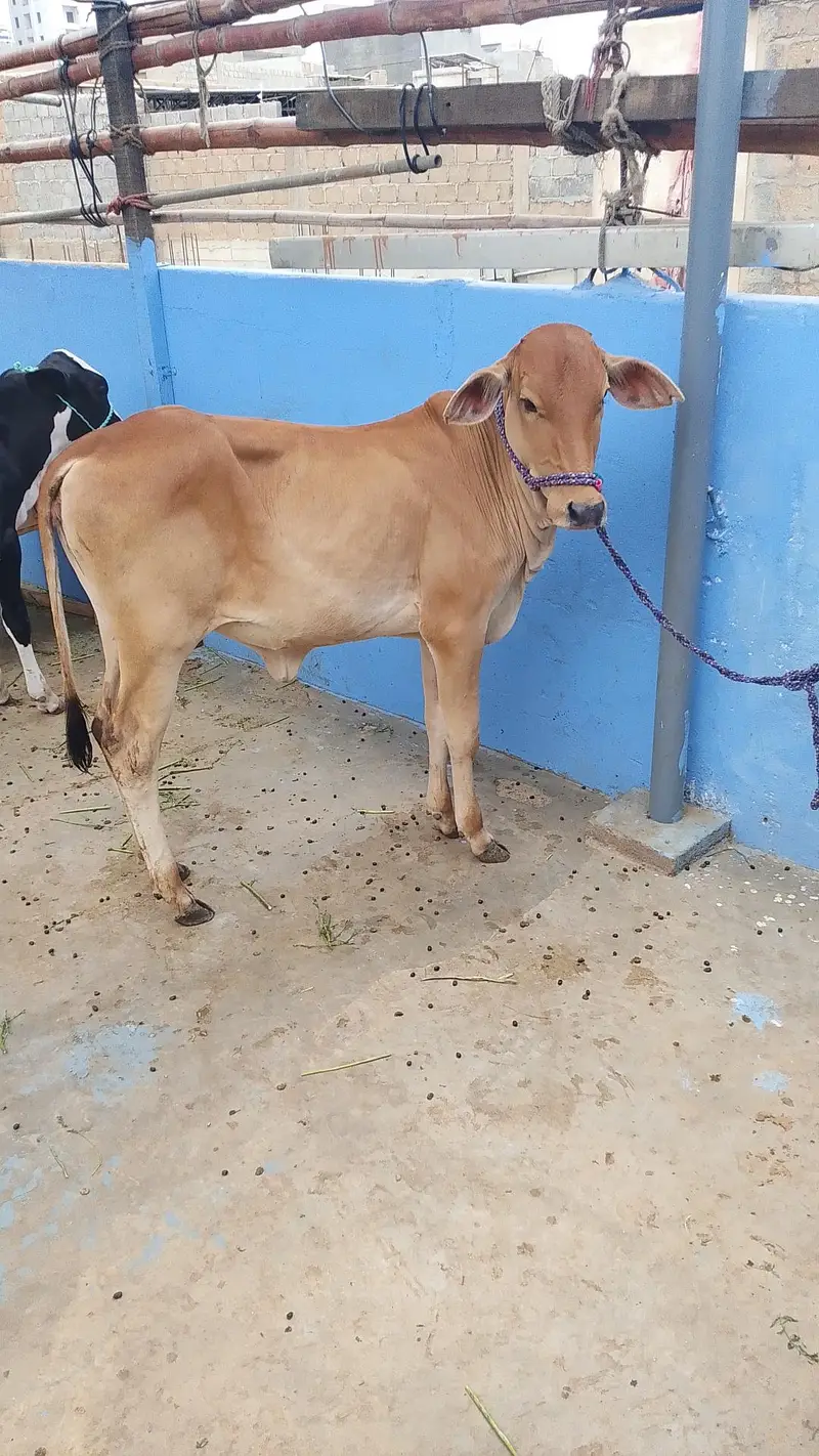 MASHALLAH SAHIWALI BACHRI BEST FOR QURBANI 2028 — photo 7